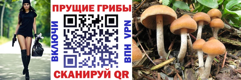 где купить наркоту  Судак  Псилоцибиновые грибы Cubensis 